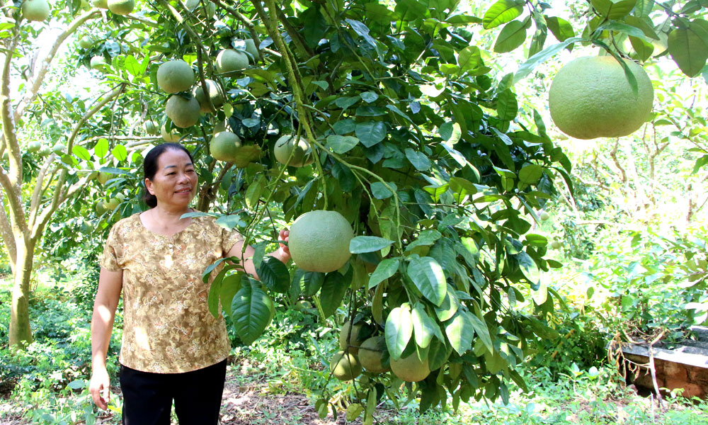  Bắc Ninh: Sản lượng cam, bưởi ước đạt 76 nghìn tấn