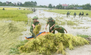 Chong đèn gặt lúa đêm