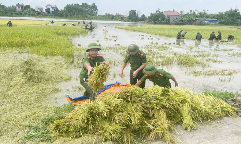 Chong đèn gặt lúa đêm
