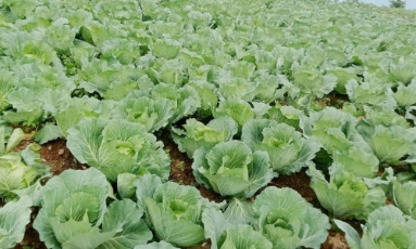   Bắc Ninh: Tập trung chỉ đạo phòng, chống chuột gây hại, bảo vệ sản xuất vụ đông xuân