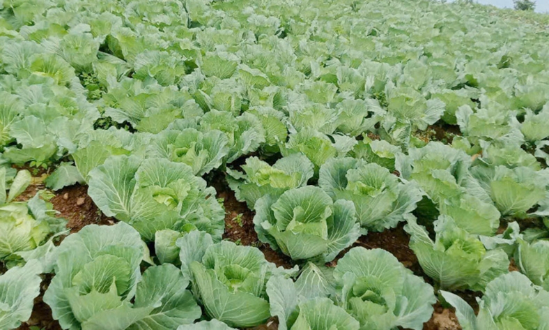   Bắc Ninh: Tập trung chỉ đạo phòng, chống chuột gây hại, bảo vệ sản xuất vụ đông xuân