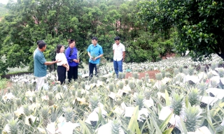 Xã Kép làm giàu từ cây dứa trái vụ 