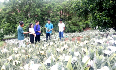  Xã Kép làm giàu từ cây dứa trái vụ 