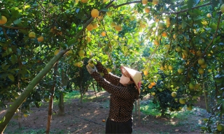 Bắc Ninh: Thu hoạch hơn 4 nghìn tấn cam, bưởi 