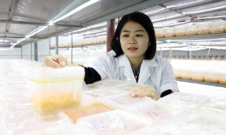 Làm giàu với mô hình nuôi cấy đông trùng hạ thảo