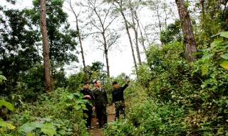 Bắc Ninh: Tết trồng cây Xuân Bính Ngọ diễn ra từ ngày 23/2 (mồng 7 Tết)