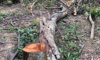  Hạt Kiểm lâm liên xã Lục Nam xử lý vụ phá rừng