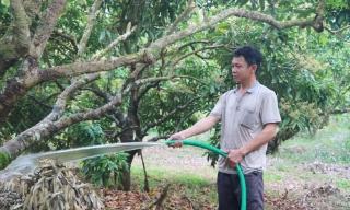 Tăng cường chỉ đạo sản xuất, ứng phó với nguy cơ giảm sản lượng vải thiều
