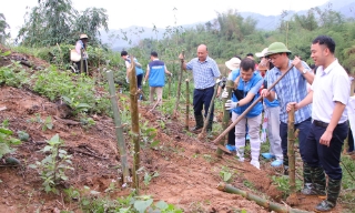 Các doanh nghiệp hỗ trợ xã Tuấn Đạo trồng tre chắn sóng, chống sạt lở bờ sông