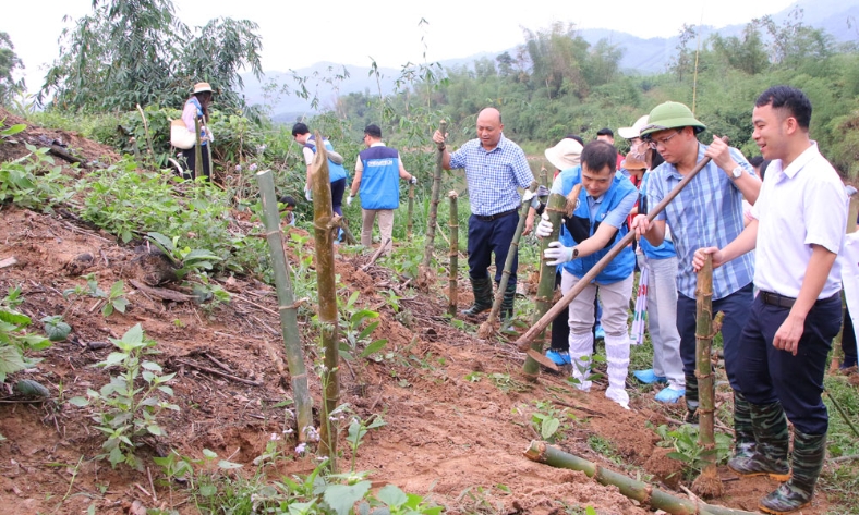  Các doanh nghiệp hỗ trợ xã Tuấn Đạo trồng tre chắn sóng, chống sạt lở bờ sông