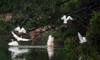 Giữ nhịp cánh chim - nỗ lực bảo tồn hệ sinh thái chim nước