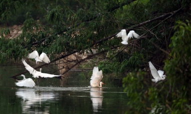  Giữ nhịp cánh chim - nỗ lực bảo tồn hệ sinh thái chim nước