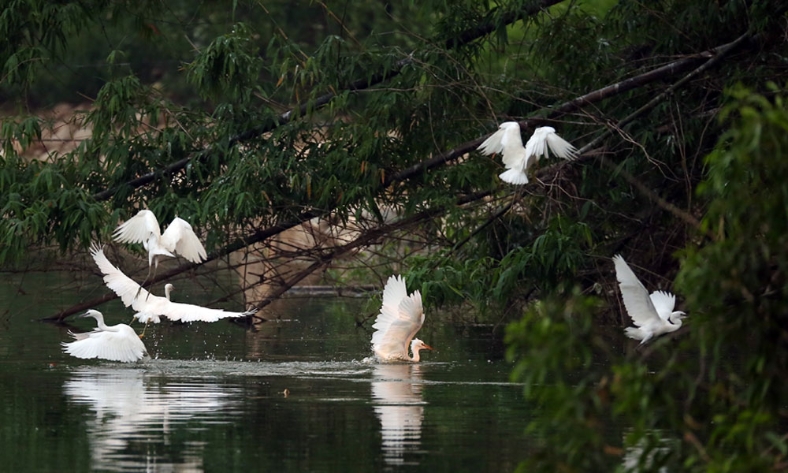  Giữ nhịp cánh chim - nỗ lực bảo tồn hệ sinh thái chim nước