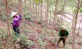 Bắc Ninh: Nâng mức cảnh báo cháy rừng lên cấp nguy hiểm