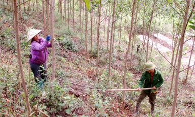  Bắc Ninh: Nâng mức cảnh báo cháy rừng lên cấp nguy hiểm