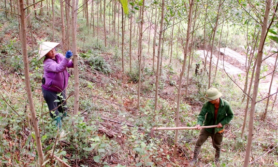 Bắc Ninh: Nâng mức cảnh báo cháy rừng lên cấp nguy hiểm