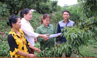 Bắc Ninh: Chủ động kỹ thuật, nhiều vườn vải vẫn sai quả