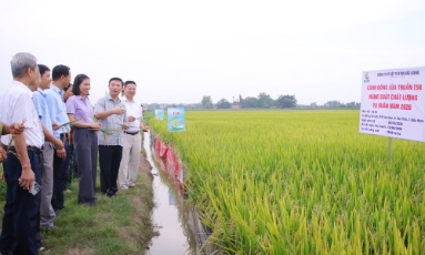  Bắc Ninh: Giống lúa T58 chất lượng cao mở rộng triển vọng sản xuất