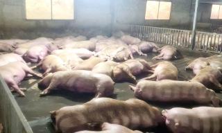 Bắc Ninh: Sét đánh gây mất điện, hai trang trại lợn thiệt hại gần 4,5 tỷ đồng