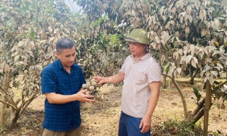 Chăm sóc những vườn cây sau lũ