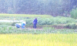 Bắc Ninh: Các đơn vị, địa phương chủ động tiêu úng, bảo vệ sản xuất trước mưa lớn kéo dài