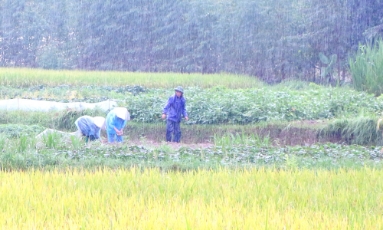  Bắc Ninh: Các đơn vị, địa phương chủ động tiêu úng, bảo vệ sản xuất trước mưa lớn kéo dài