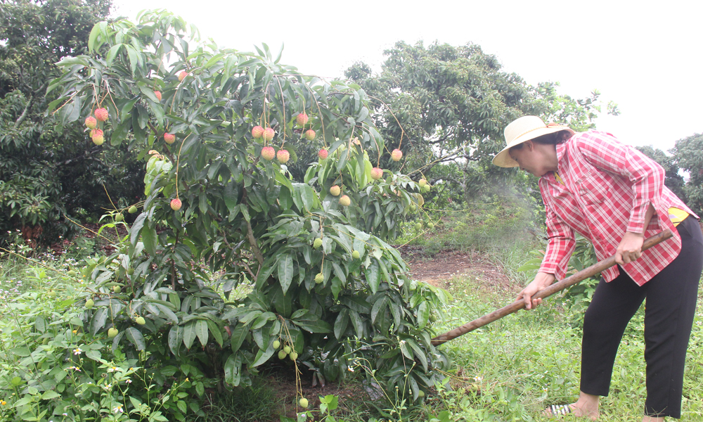 Lục Ngạn: Tập trung sản xuất vải thiều bảo đảm năng suất, chất lượng 