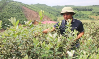 Đánh thức giá trị sim rừng
