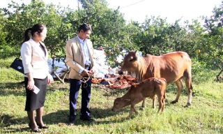 Hiệu quả từ dự án hỗ trợ bò sinh sản ở xã Hoàng Vân