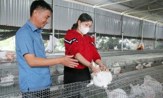 Phát triển chăn nuôi ở Cẩm Lý: Tạo việc làm, nâng cao thu nhập