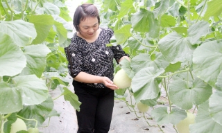 Liên kết sản xuất ở Lục Nam: Tăng giá trị, thuận đầu ra