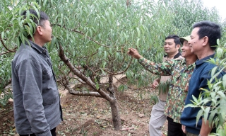 Nông dân thôn Vườn khấm khá nhờ trồng đào