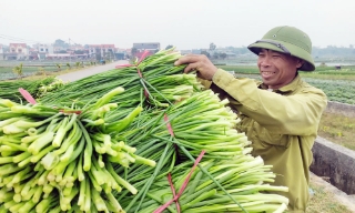 Lục Nam: Mở rộng liên kết, nâng giá trị cây vụ đông