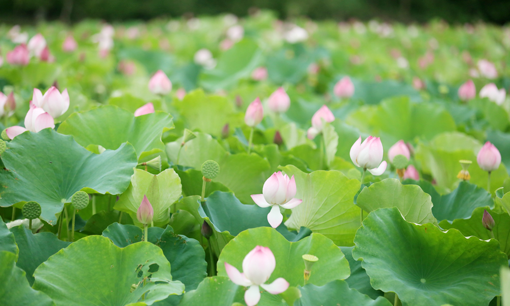 Ngát hương sen mùa hạ
