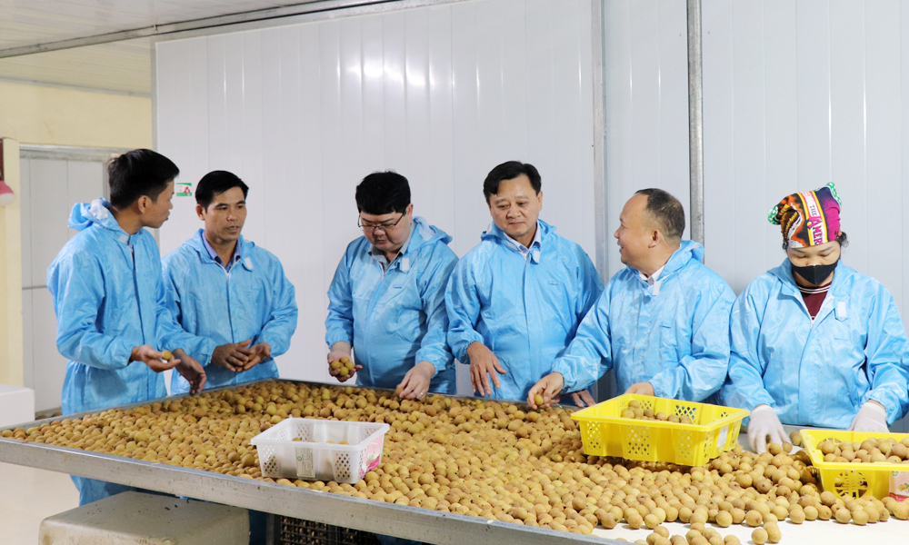 Doanh nghiệp, hợp tác xã đẩy mạnh xuất khẩu nhãn sang thị trường Úc