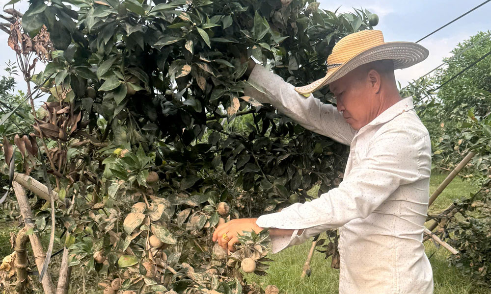  Bắc Ninh: Tập trung khôi phục sản xuất, chăm sóc cây trồng sau mưa lũ