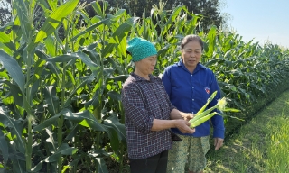 Xã Ngọc Thiện mở rộng vùng sản xuất nông nghiệp chất lượng cao