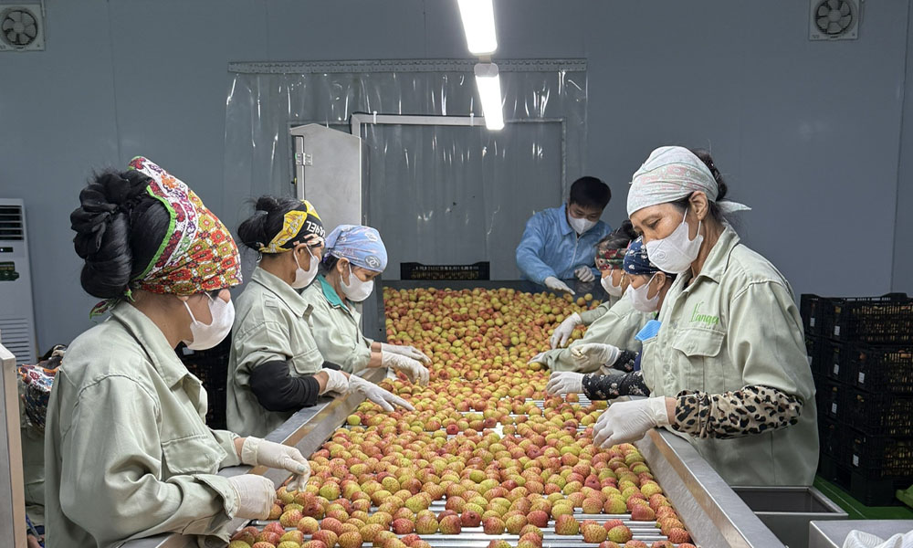 Bắc Giang: Một số lô vải thiều đã được xuất khẩu sang thị trường cao cấp