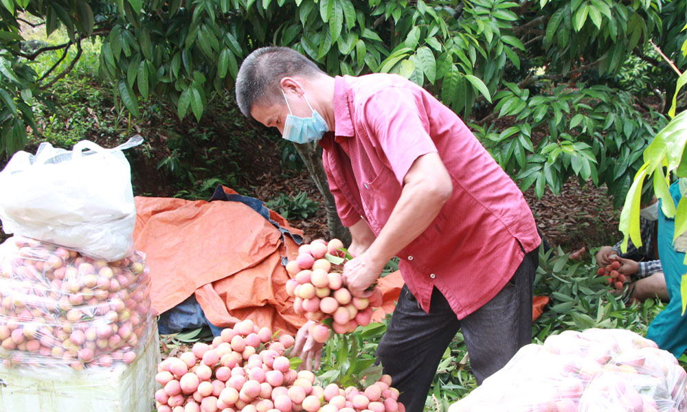Bắc Giang: Tiêu thụ hơn 70.000 tấn vải sớm