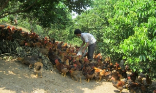 Giữ vững vùng an toàn dịch bệnh, bảo vệ thương hiệu “Gà đồi Yên Thế”