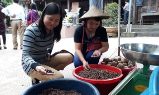 Trường Sơn: Doanh thu từ hạt dẻ đạt khoảng 2 tỷ đồng
