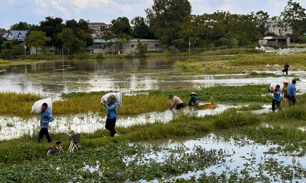  Đẩy nhanh tiến độ thu hoạch lúa mùa và sản xuất cây vụ đông