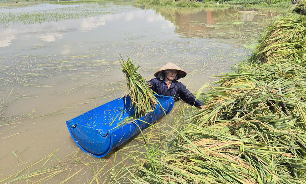 Bắc Ninh: Khẩn trương thu hoạch lúa bị ngập