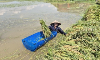 Bắc Ninh: Khẩn trương thu hoạch lúa bị ngập