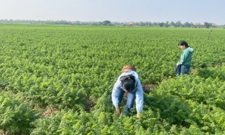 Tập trung phòng, chống chuột hại bảo vệ sản xuất vụ đông xuân