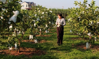 Phúc Hòa: Ổi hồi sinh sau lũ, cho mùa quả ngọt