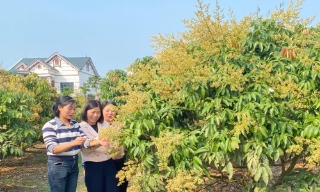 Phúc Hòa dự kiến bình chọn, công nhận 15 "vườn vải đẹp"