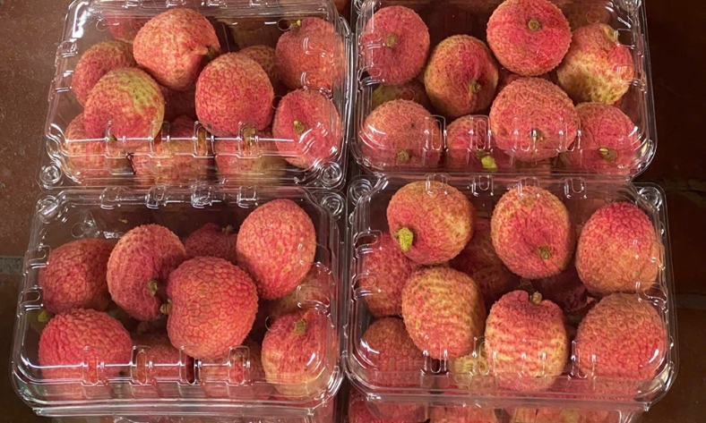  Phúc Hòa: Vải u trứng được thu mua tại vườn với giá 150 nghìn đồng/kg