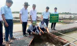 Trung tâm Khuyến nông Quốc gia đánh giá hiệu quả mô hình nuôi cá ngạnh trong lồng bè trên sông tại xã Trung Kênh