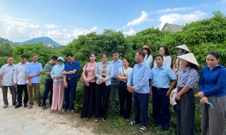 Nâng cao năng lực quản lý mã số vùng trồng, mã số cơ sở đóng gói cho cán bộ khuyến nông cơ sở